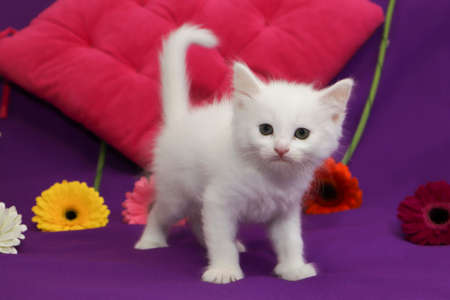 A small white kitten on a lilac backgroundの写真素材