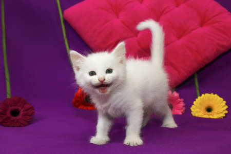 A small white kitten on a lilac backgroundの写真素材