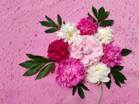 The composition is a bouquet of multicolored peonies on a pink background.の写真素材