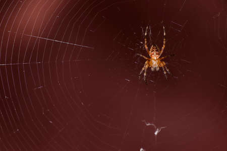 Insect spider on the web close-up.の写真素材