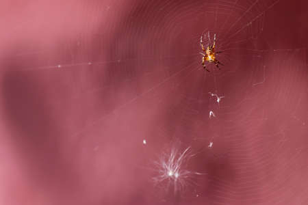 Insect spider on the web close-up.の写真素材