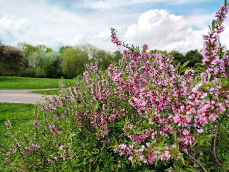 Flowering of the almond shrub with pink flowers in May.の写真素材