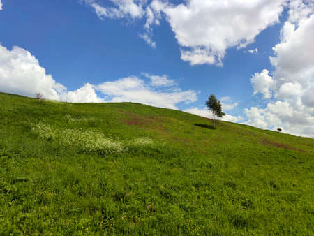 A lonely birch tree grows on a hill among the grass in summer against a blue sky with clouds.