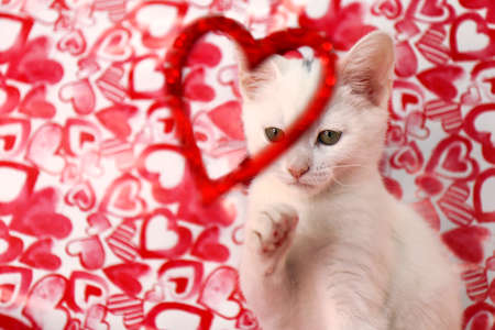 A small white kitten on a background with hearts and shiny red flowers.の写真素材