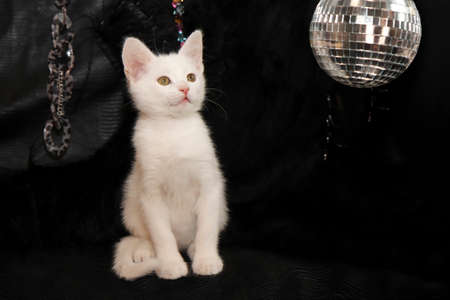A small white kitten on a black background with a mirrored disco ball.の写真素材