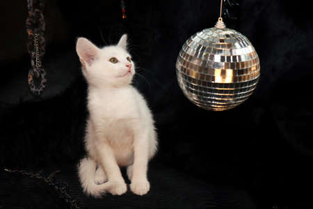A small white kitten on a black background with a mirrored disco ball.の写真素材