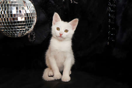 A small white kitten on a black background with a mirrored disco ball.の写真素材