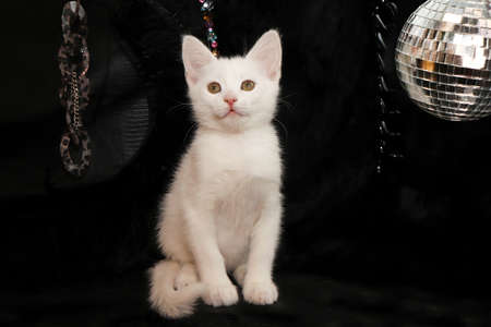 A small white kitten on a black background with a mirrored disco ball.の写真素材
