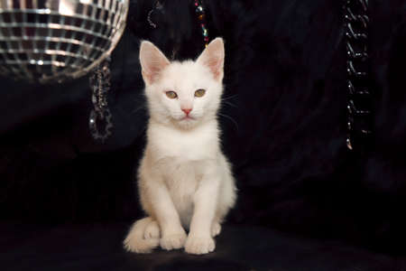 A small white kitten on a black background with a mirrored disco ball.の写真素材