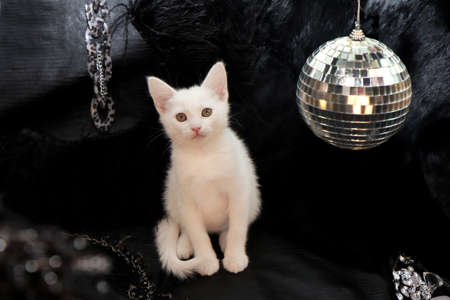 A small white kitten on a black background with a mirrored disco ball.の写真素材