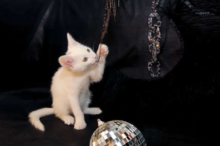 A small white kitten on a black background with a mirrored disco ball.の写真素材