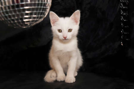 A small white kitten on a black background with a mirrored disco ball.の写真素材