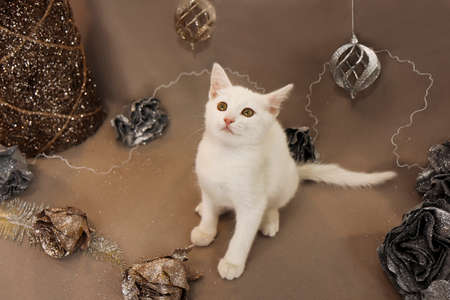 Portrait of a white little kitten on a beige background with shiny decorations.の写真素材