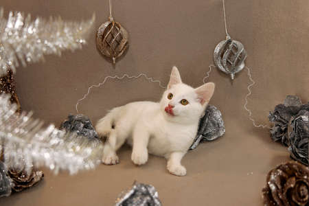 Portrait of a white little kitten on a beige background with shiny decorations.の写真素材