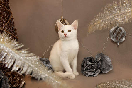 Portrait of a white little kitten on a beige background with shiny decorations.の写真素材