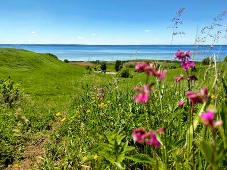 Landscape of wild and meadow flowers near the lake.の写真素材
