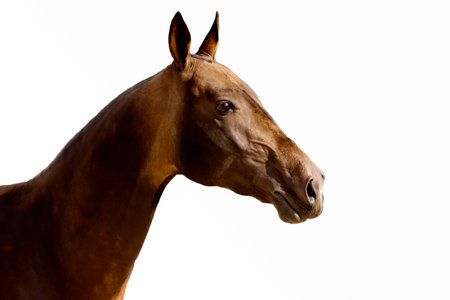 Portrait of the Akhal-Teke horse breed on an isolated white background.