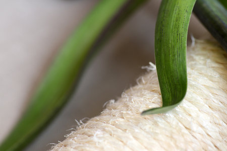 Green Hyocinth leaf close-up.の写真素材