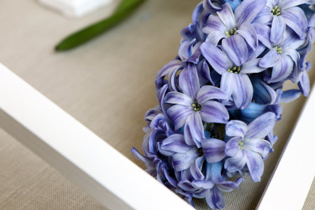 Blue hyacinths in a white wooden frame on the tableの写真素材