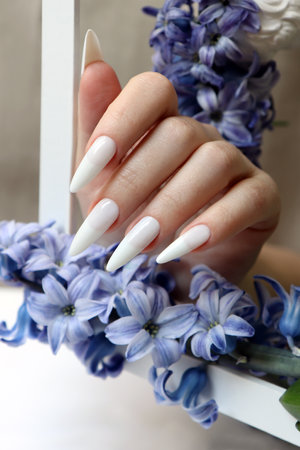 Female hand with white manicure and blue hyacinth flowers.の写真素材