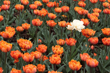 Tulips in the Keukenhof park in the Netherlands.の写真素材