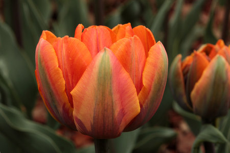 Tulip. Beautiful bouquet of tulips. colorful tulips. tulips in spring, colorful tulipsの写真素材
