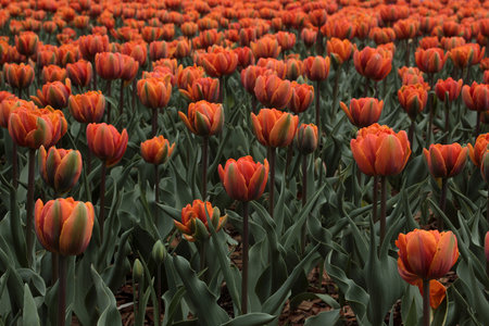 Orange tulips in a field in Holland, Holland, Netherlands.の写真素材