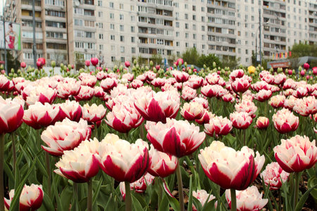 Tulips blooming in the garden with a residential building in the backgroundの写真素材