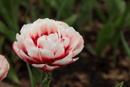 White and red tulip in the garden. Shallow depth of fieldの写真素材