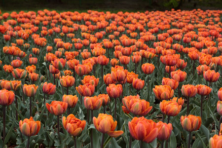 Orange tulips in a field in Holland, Holland, Netherlands.の写真素材