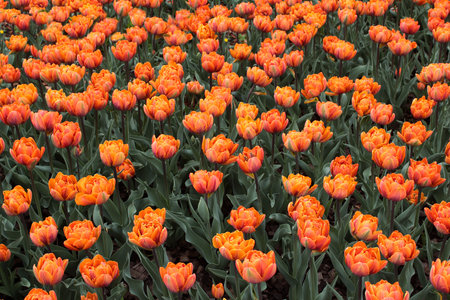 Orange tulips blooming in the garden. natural floral background.の写真素材