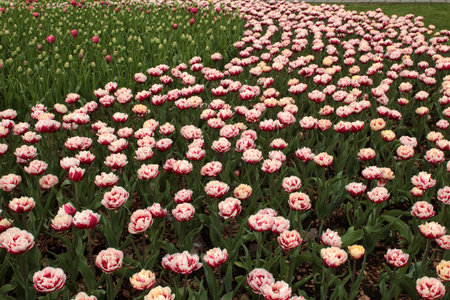 Tulip field in the Netherlands with white and pink tulipsの写真素材