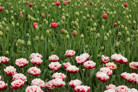 Tulip Flowers Blooming in Spring Season. Colorful Tulip Flowers Blooming in Spring Season.の写真素材