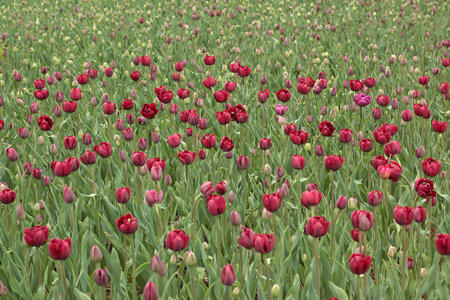 Tulips in an agricultural field in sunlight in spring, Netherlandsの写真素材