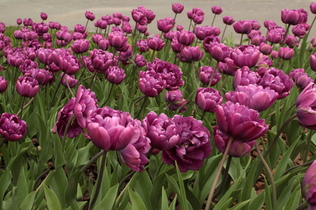 purple tulips in the flowerbed, closeup of photoの写真素材
