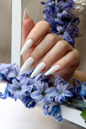 Female hand with white manicure and blue hyacinth flowers.の写真素材