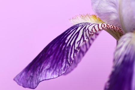Purple iris flower on a pink background close-up macroの写真素材