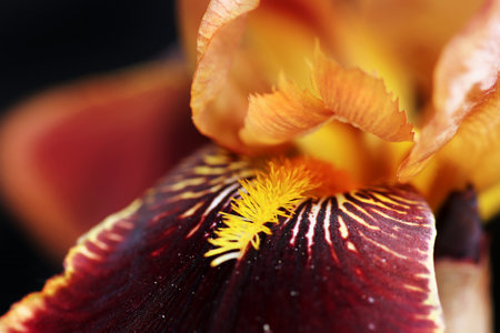 iris flower close up, macro shot, selected focus, narrow depth of fieldの写真素材