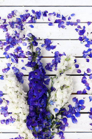 A floral arrangement of multicolored Delphiniums on a white wooden background with petals.の写真素材