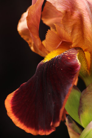 iris flower closeup on black background, shallow depth of field.の写真素材