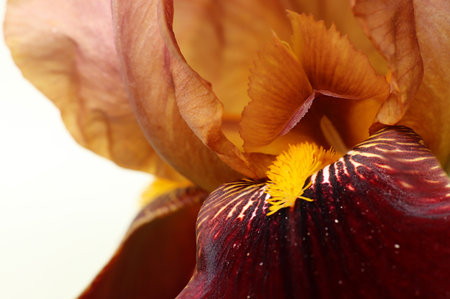 iris flower close up on a white background with copy space for textの写真素材