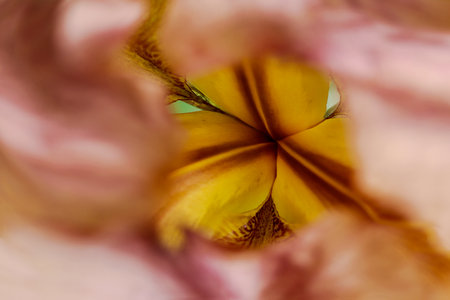 A macro shot of a pink iris flower with a blurred background.の写真素材