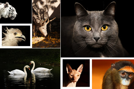 Collage of animal portraits on a dark background.の写真素材