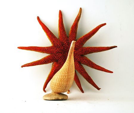 seashell and starfishの写真素材