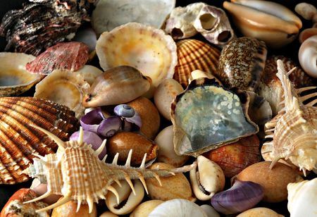 A beauteful alluvial of different Mediterranean seashells 