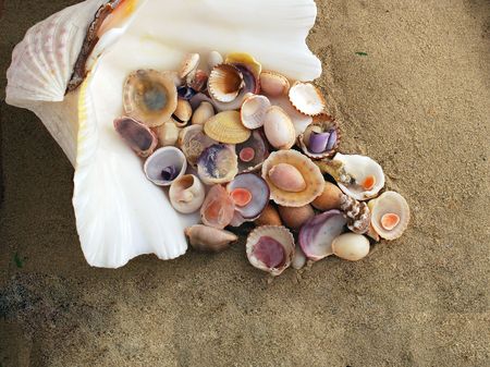 A beauteful alluvial of different Mediterranean seashells 