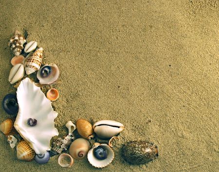 A beauteful alluvial of different Mediterranean seashells 