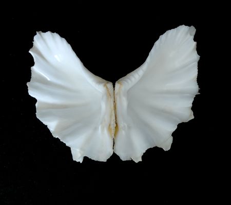 butterfly-like seashell isolated on black background