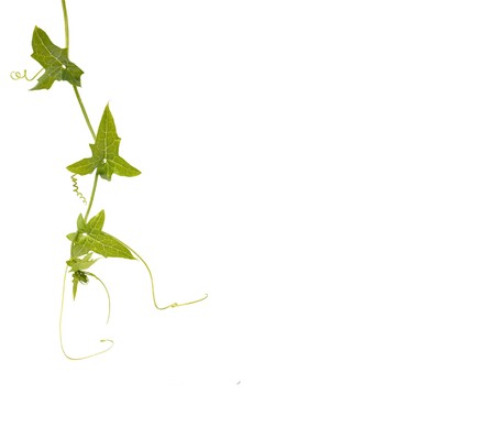 Vine isolated on white backgroundの写真素材