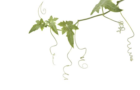 Vine isolated on white backgroundの写真素材